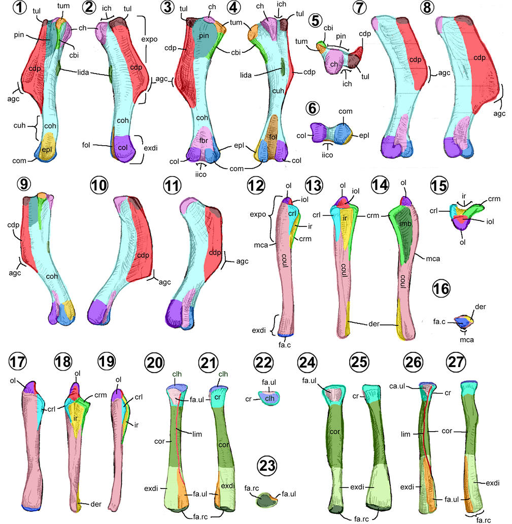 Vista de GUÍA OSTEOLÓGICA DE LOS DINOSAURIOS HADROSAUROIDEOS (Ornithopoda,  Hadrosauroidea), primera parte: Esqueleto Postcraneano | Boletín del  Instituto de Geología