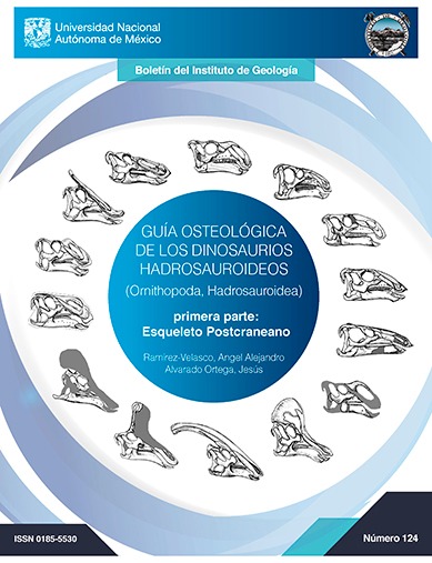 					Ver Núm. 124 (2022): GUÍA OSTEOLÓGICA DE LOS DINOSAURIOS HADROSAUROIDEOS (Ornithopoda, Hadrosauroidea), primera parte: Esqueleto Postcraneano
				